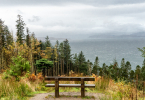 A bench overlooking the ocean and conifer forest 