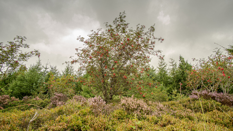  A mixed woodland with heather