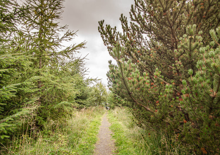 A walkway through a mixed woodland with a loch, flowers and grass