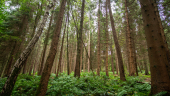 A fern filled pine woodland