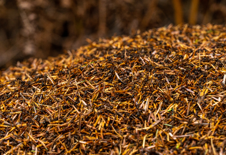 A close up on an ant hill 