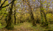 A grassy broadleaf forest trail with autumn leaves 