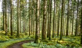 A footpath winds through tall conifer woodland