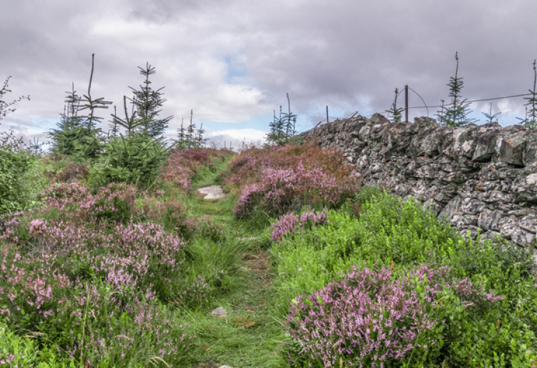 A hidden path next to a stone wall with heather and young trees growing