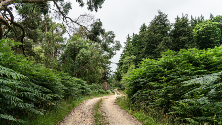 A forest path through a rich mixed woodland