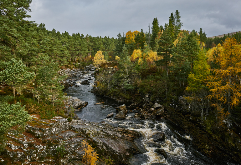 A rocky river runs between autumnal conifer woodland