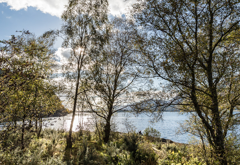 Native broadleaf trees by the shore of a loch on a sunny day.