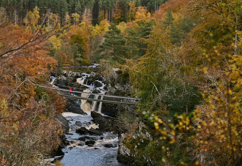 Waterfalls spill over ragged rocks amidst yellow and gold woodland, Rogie Falls, near Contin, Black Isle