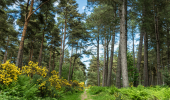 Grassy woodland path running between tall trees and yellow gorse.