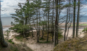 Sandy beach with sea beyond and tall trees in a cluster.