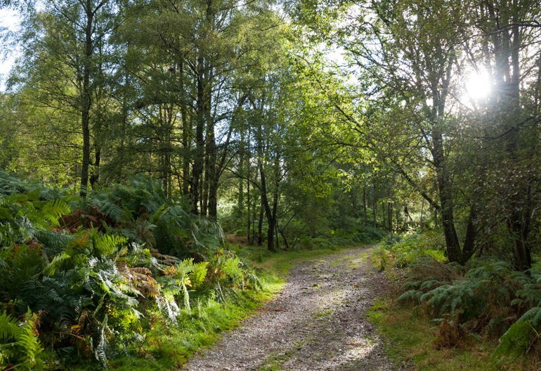Sun shines through trees onto a woodland path