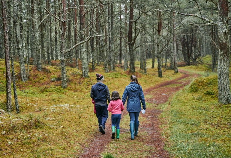 A family with a young girl walk along a winding woodland path between ancient conifer trees