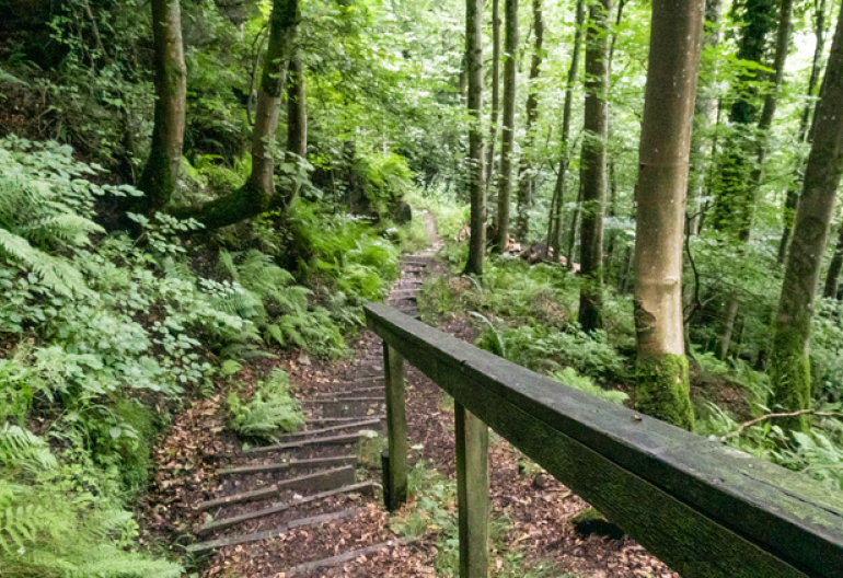 A stone stairway through a mixed forest with a wooden railing