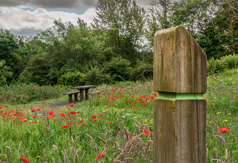  A picnic table behind a trail marker in a field of wild flowers