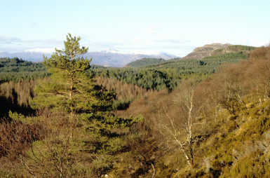 Forested hillside overlooking sea loch