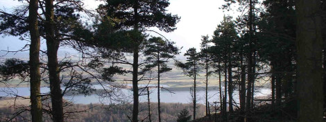 View of Lochore Meadows through pines on Benarty hill. Scottish Lowlands FD