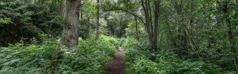 A gravel forest path through a mixed woodland with tall ferns overtaking the sides