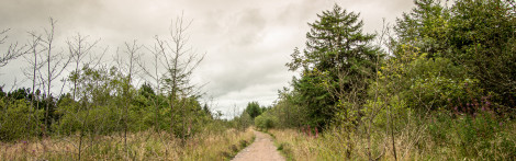  A gravel forest road through a mixed forest