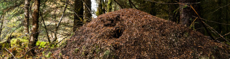 An ant hill in a dark forest 