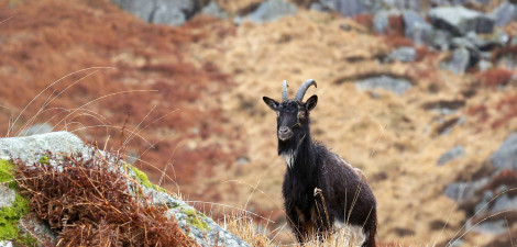 A black goat stands in a rocky field with dry grass moorland 