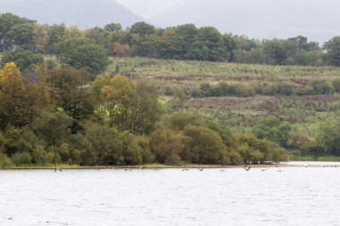 Trees on a hillside overlooking a loch