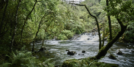 Waterfall cascades down into pool, surrounded by trees, ferns and boulders, Glen Righ forest, near Fort William