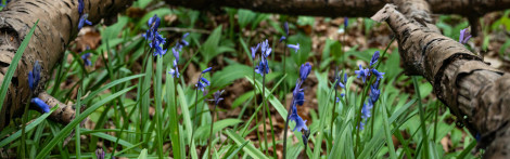  Bluebells nestled between two logs on the forest floor