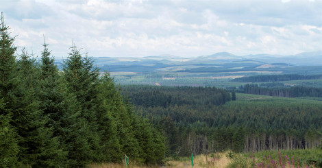 View across conifer forest towards distant hills