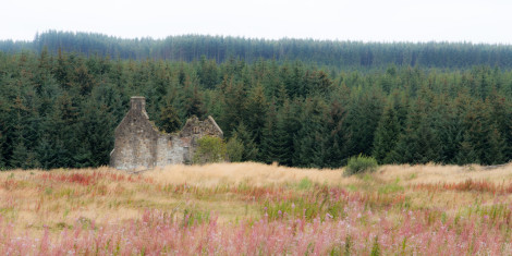 Ruined building on open land with extensive forest beyond