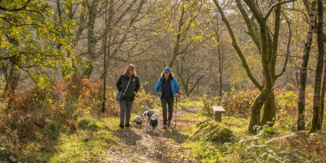 Two women walking their dogs on woodland path, Windyhill, Renfrewshire Woods, near Johnstone