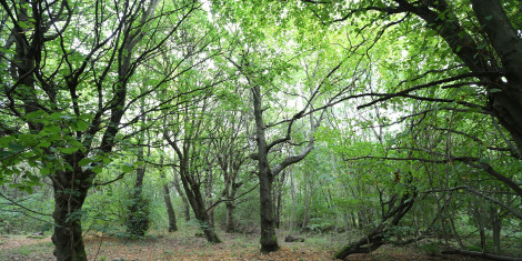 Deciduous trees with green leaves at Auchenshuggle
