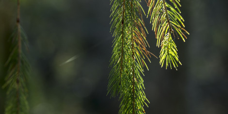 Drooping conifer branch