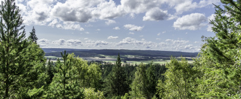 View over a green countryside through trees