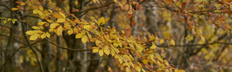 Beech tree with branches of golden leaves,