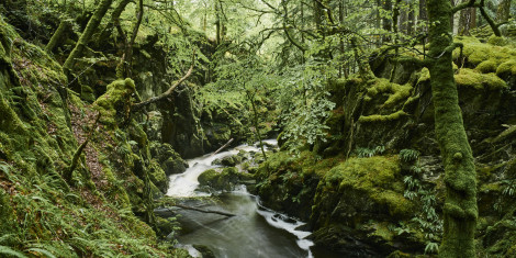 A fast flowing river runs through a narrow mossy glen