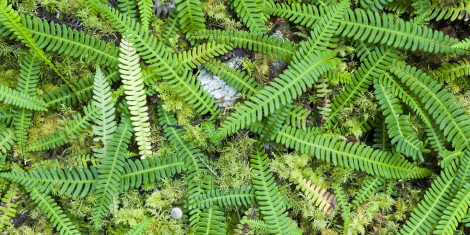Close up of fern leaves lying on moss