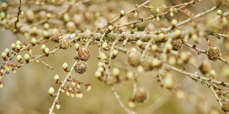 Small cones and buds on tree