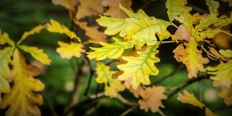 Close up of yellowing oak leaf