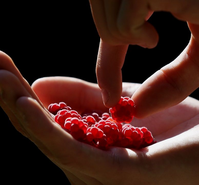 A hand picks up a raspberry from another hand