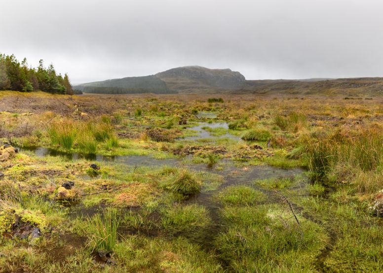 A restored peatland site