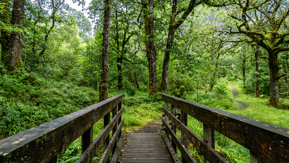 A wooden bridge in a forest
