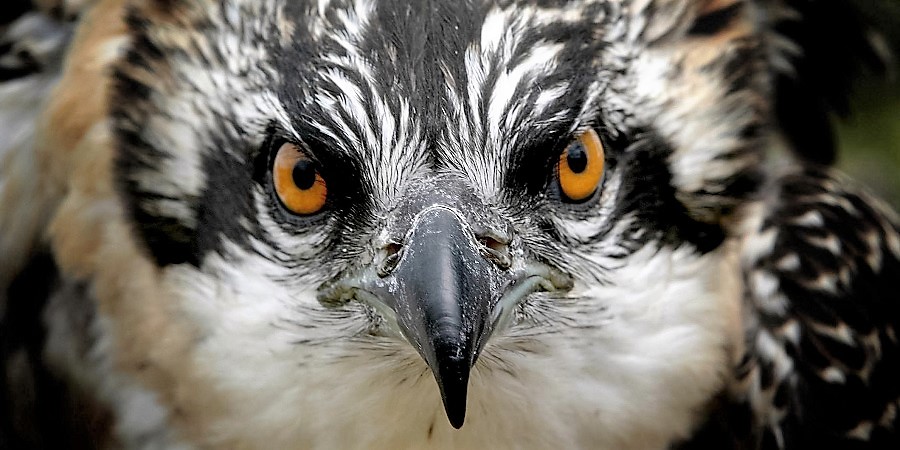 A close up of an alert osprey chick.