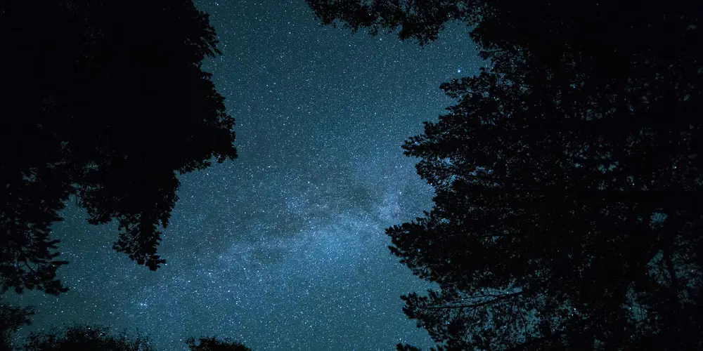 star scene with tree silhouette