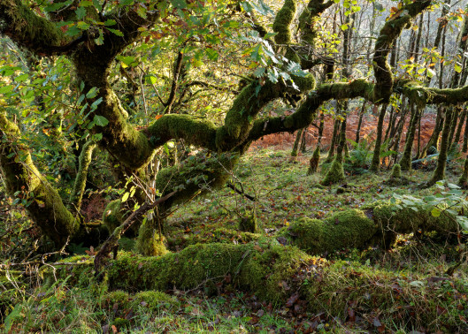 A lush, mossy rainforest scene with dense tree cover. 