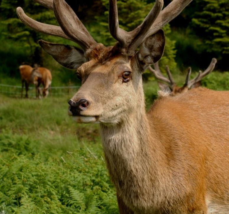 Close-up of a red deer staring towards the camera