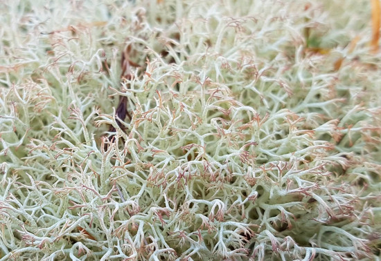White and green lichen