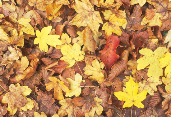 Fallen leaves on the ground with bright autumnal colours