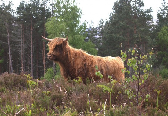 Cow standing in heather