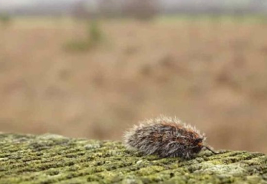 a moth on a fence post