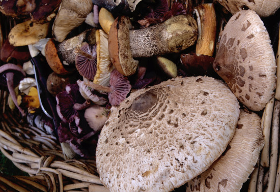 Fungi foragers urged to pick only what they need